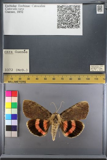 Media type: image;   Entomology 748055